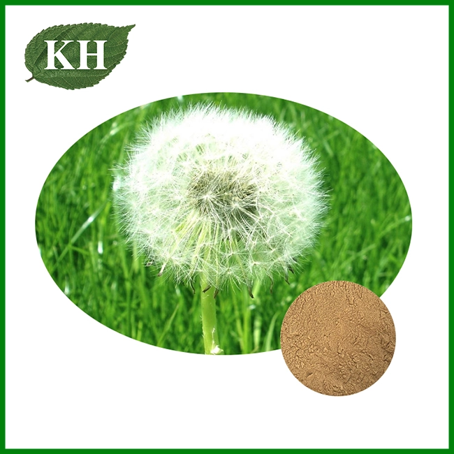 Dandelion Extract Powder
